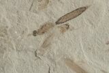Crane Fly (Tipulidae) & Fly (Diptera) Plate - Utah #213893-2